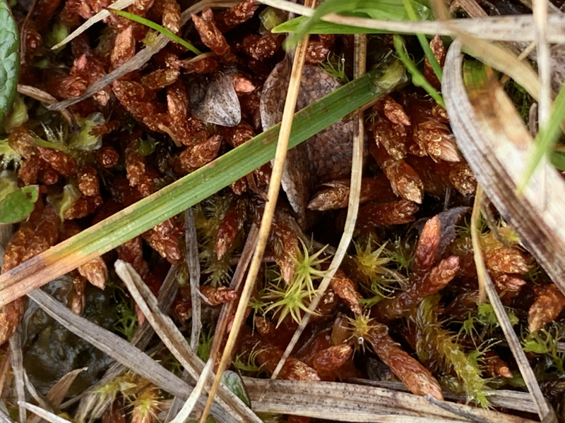 Orthothecium chryseon var. cochleariifolium